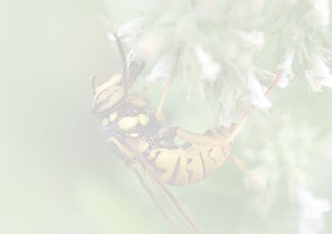 Blurred Wasp