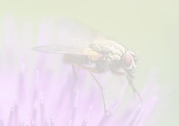 Blurred Fly