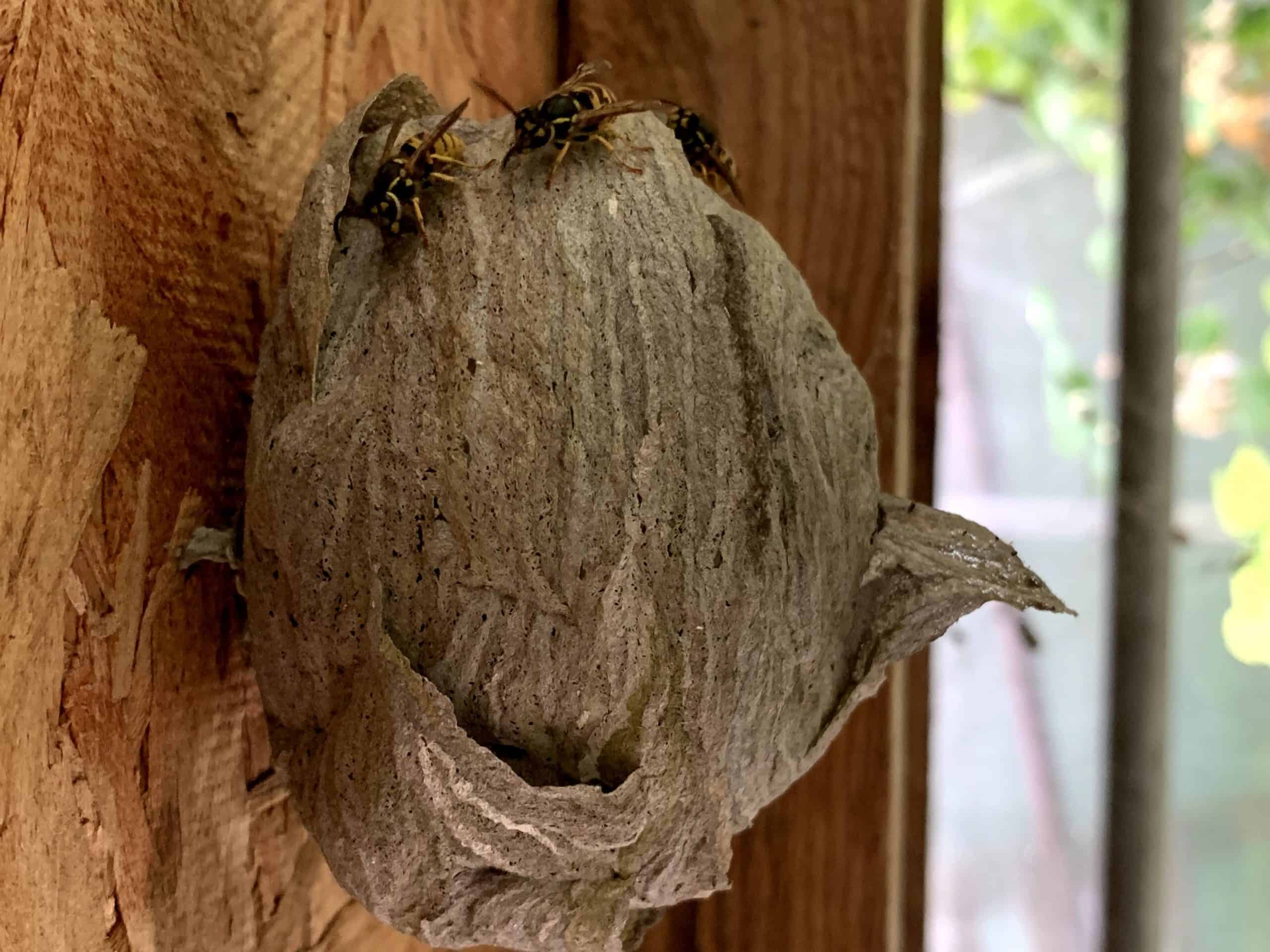 Young wasp nest