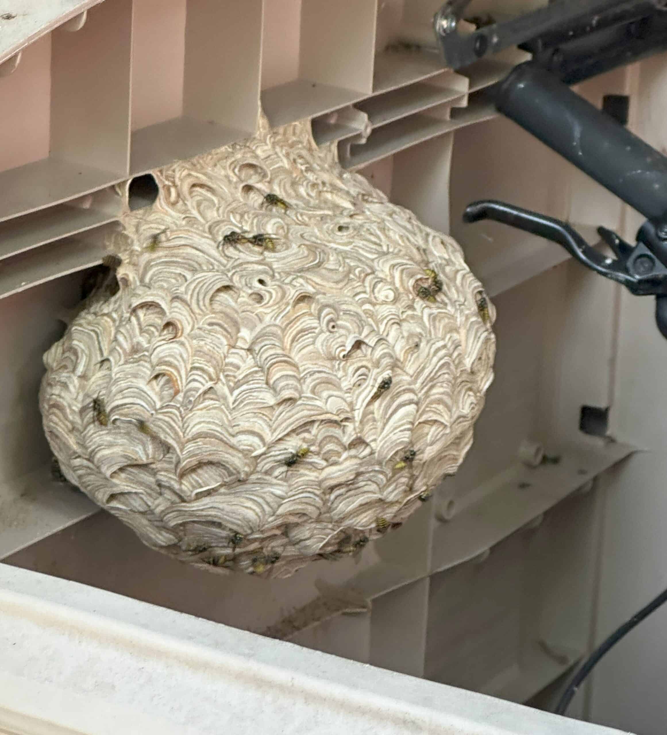 Wasp Nest in Garden shed
